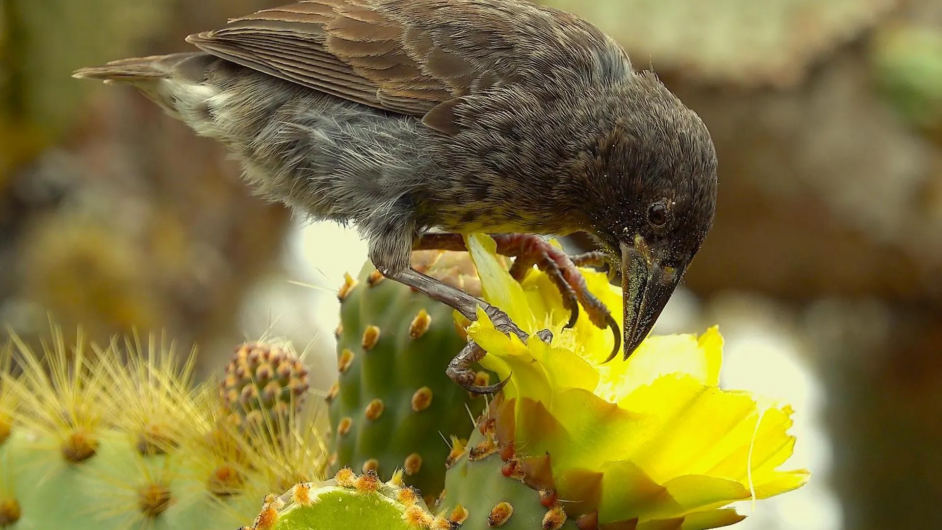 פורטו איורה Hostal Casa De Mathias Cerca Del Parque Nacional Galapagos אקוודור